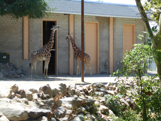 Future former giraffe exhibit