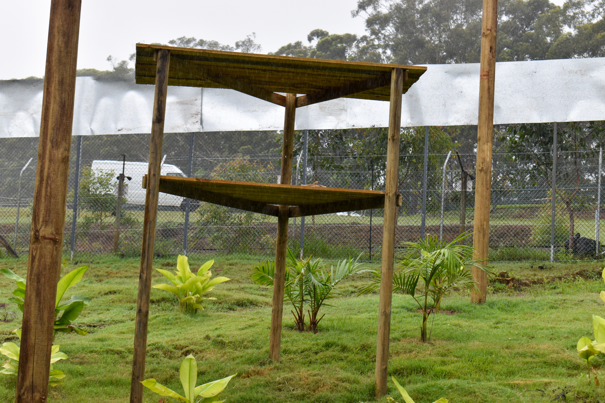Future Gibbon Enclosure - New Wooden Platform