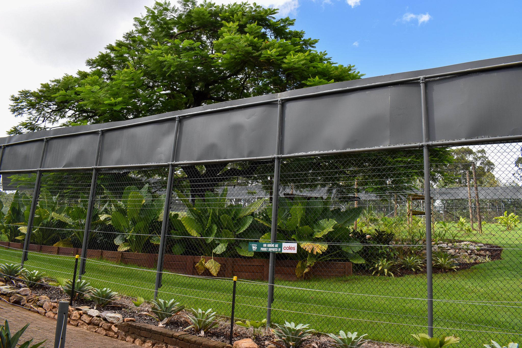 Future Gibbon Enclosure