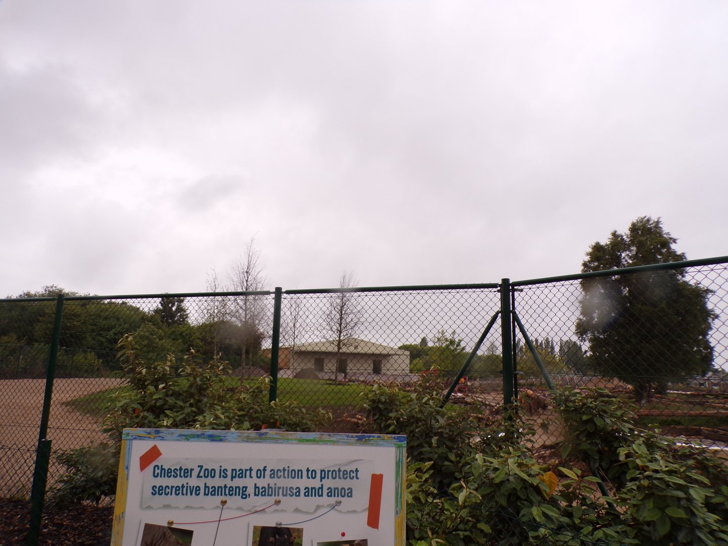 Future giraffe enclosure 29.6.24