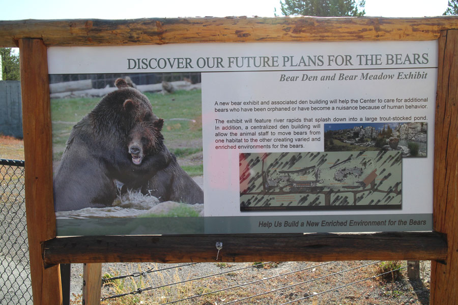 future grizzly bear expansion