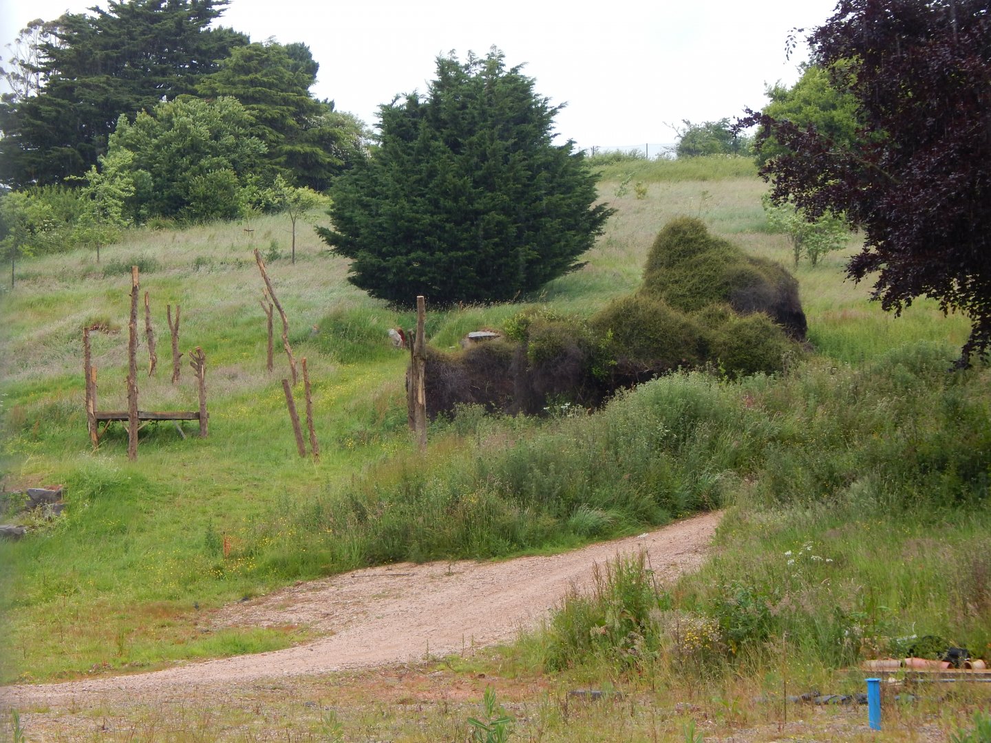 Future Hamadryas baboon exhibit 130624