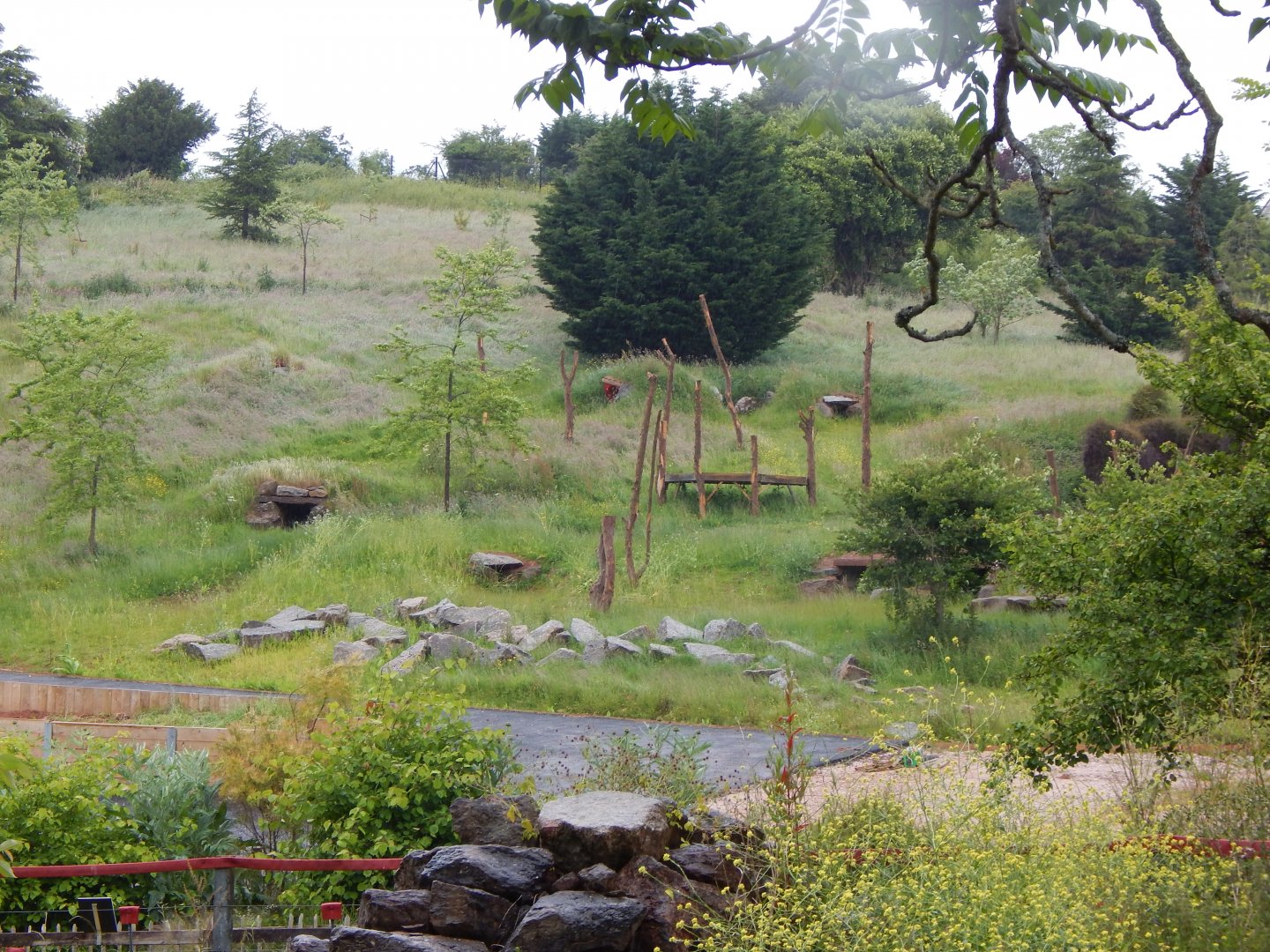 Future Hamadryas baboon exhibit 130624