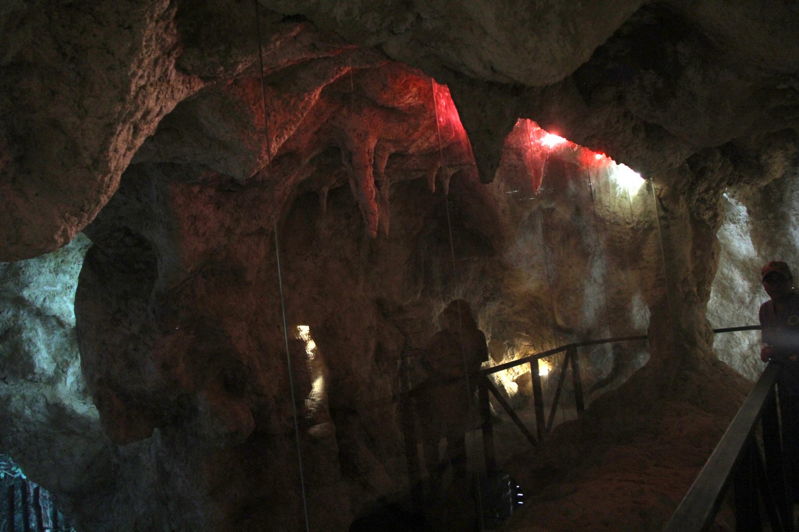 future Hispaniolan bats exhibit
