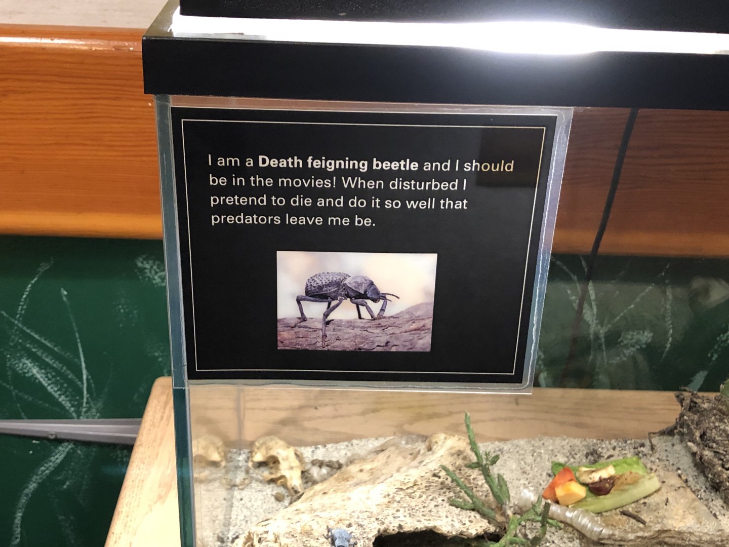 Future Hollywood star?