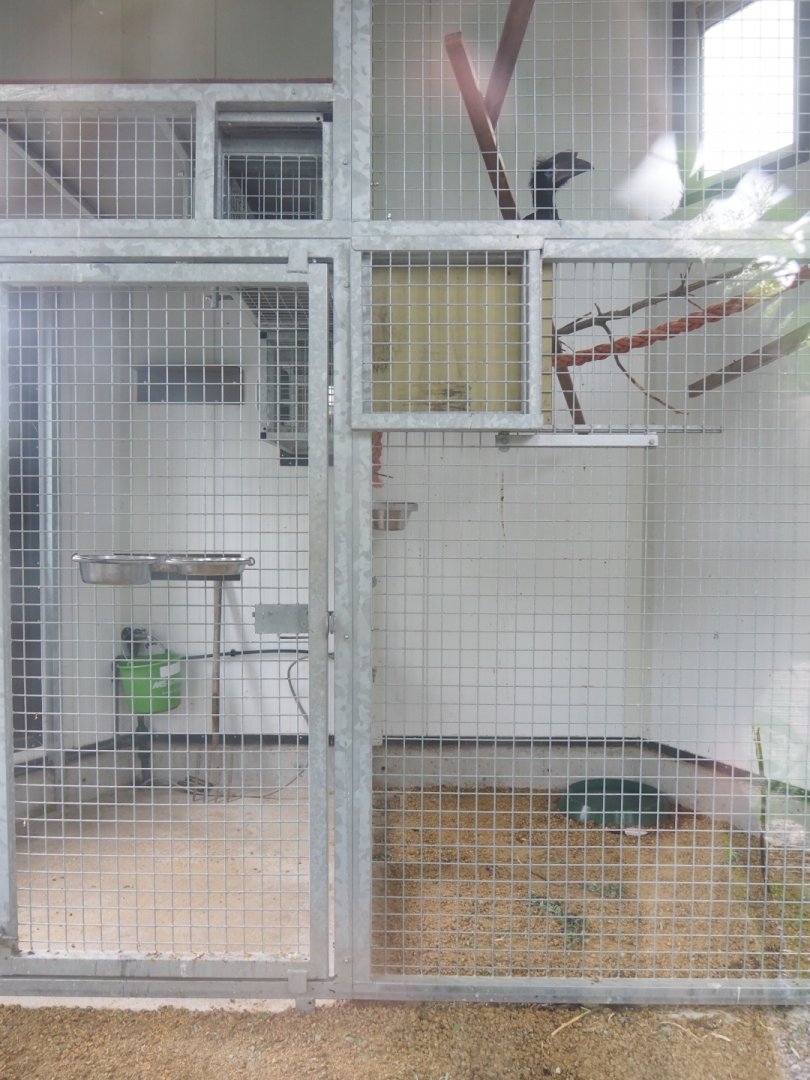 Future indoor housing for spider monkeys - Housing Black-casqued hornbills at the time of my visit, 2022-05-17