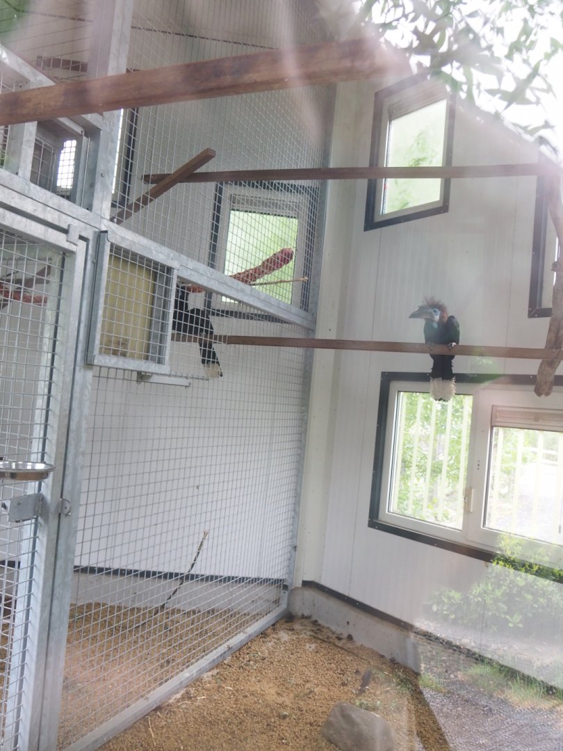 Future indoor housing for spider monkeys - Housing Black-casqued hornbills at the time of my visit, 2022-05-17