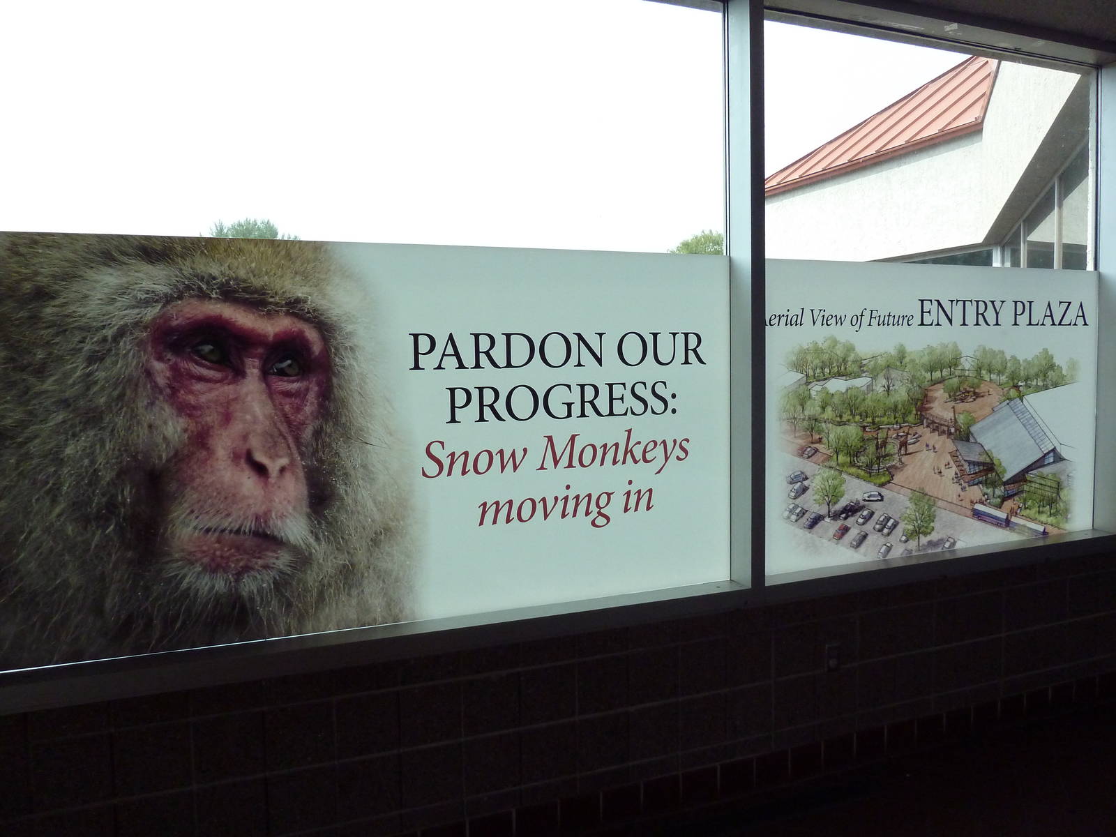 Future Japanese Macaque Exhibit