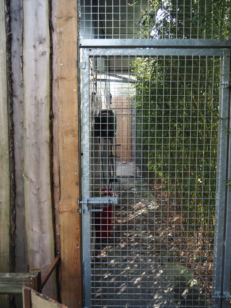 Future keeper access to scavenger aviary and scavenger aviary bird house, 2025-04-12