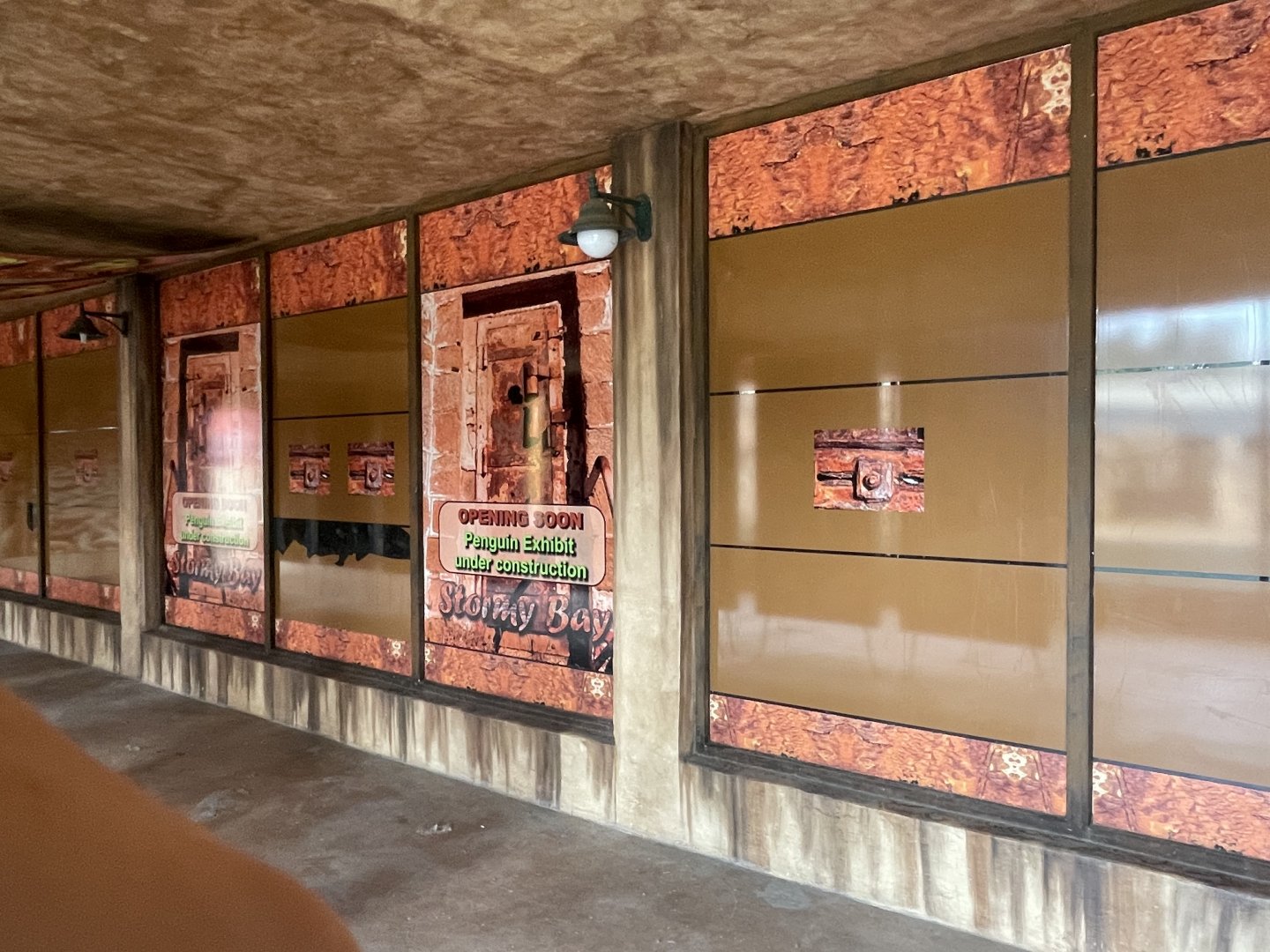 "Future" King Penguin Exhibit (Aptenodytes patagonicus)