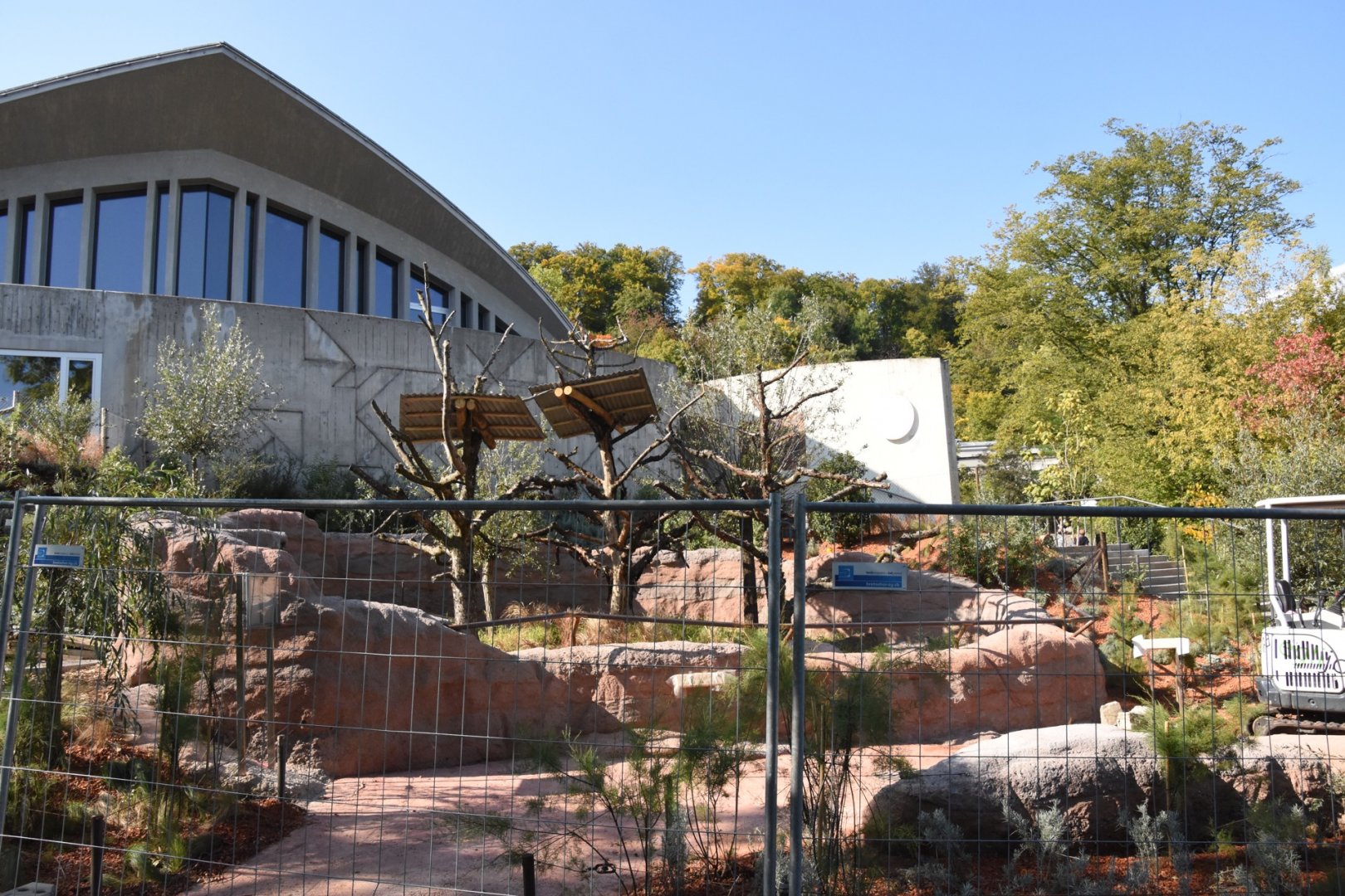 Future koala outdoors