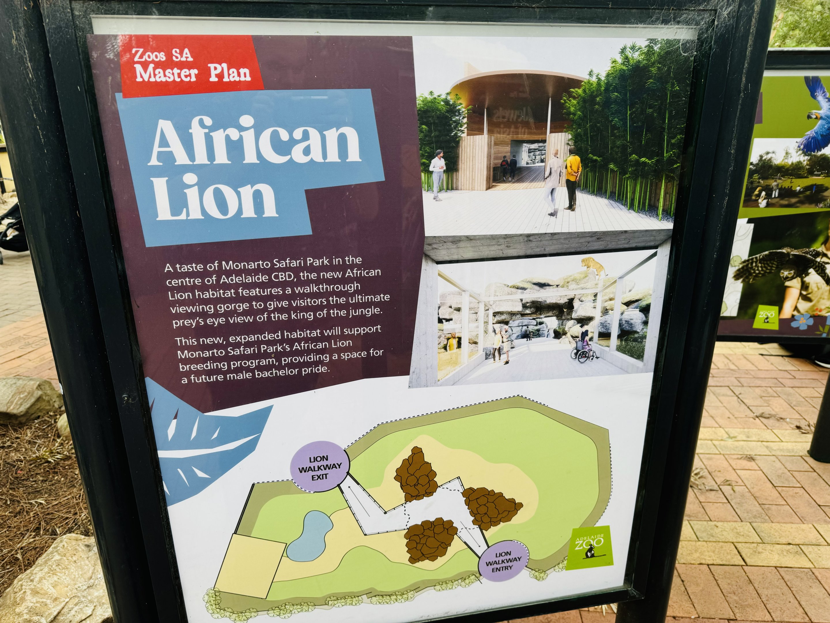 Future lion enclosure