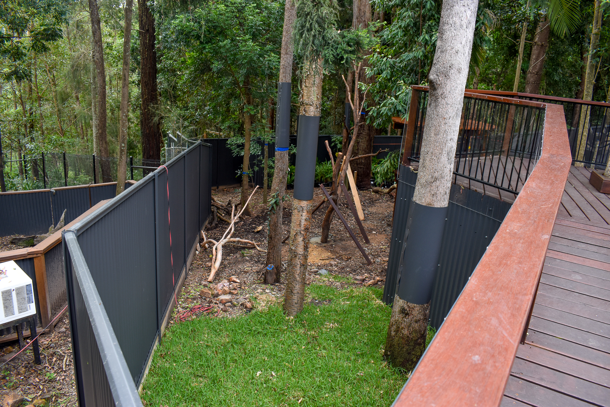 Future Lumholtz's Tree-kangaroo Enclosure