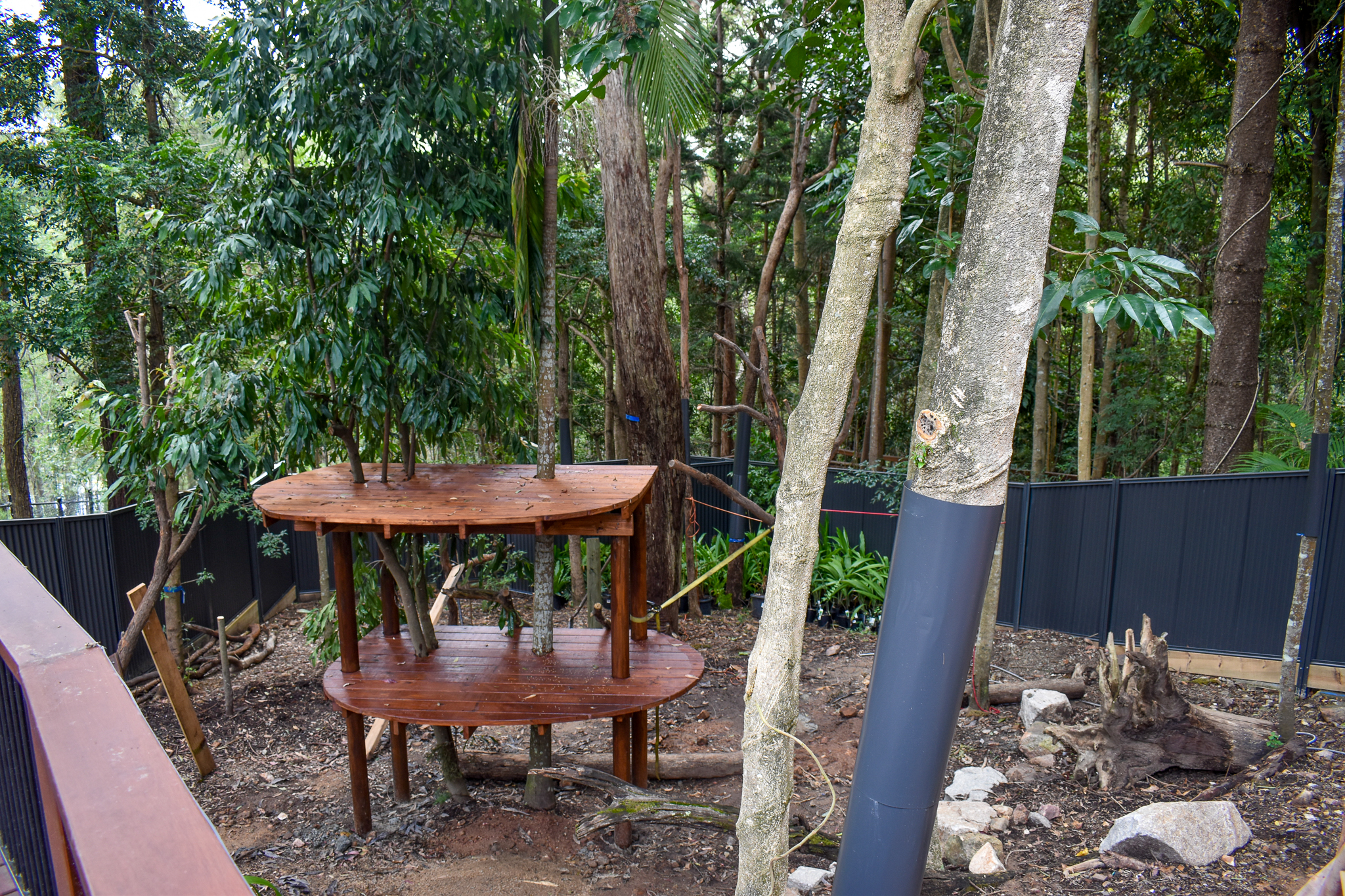 Future Lumholtz's Tree-kangaroo Enclosure