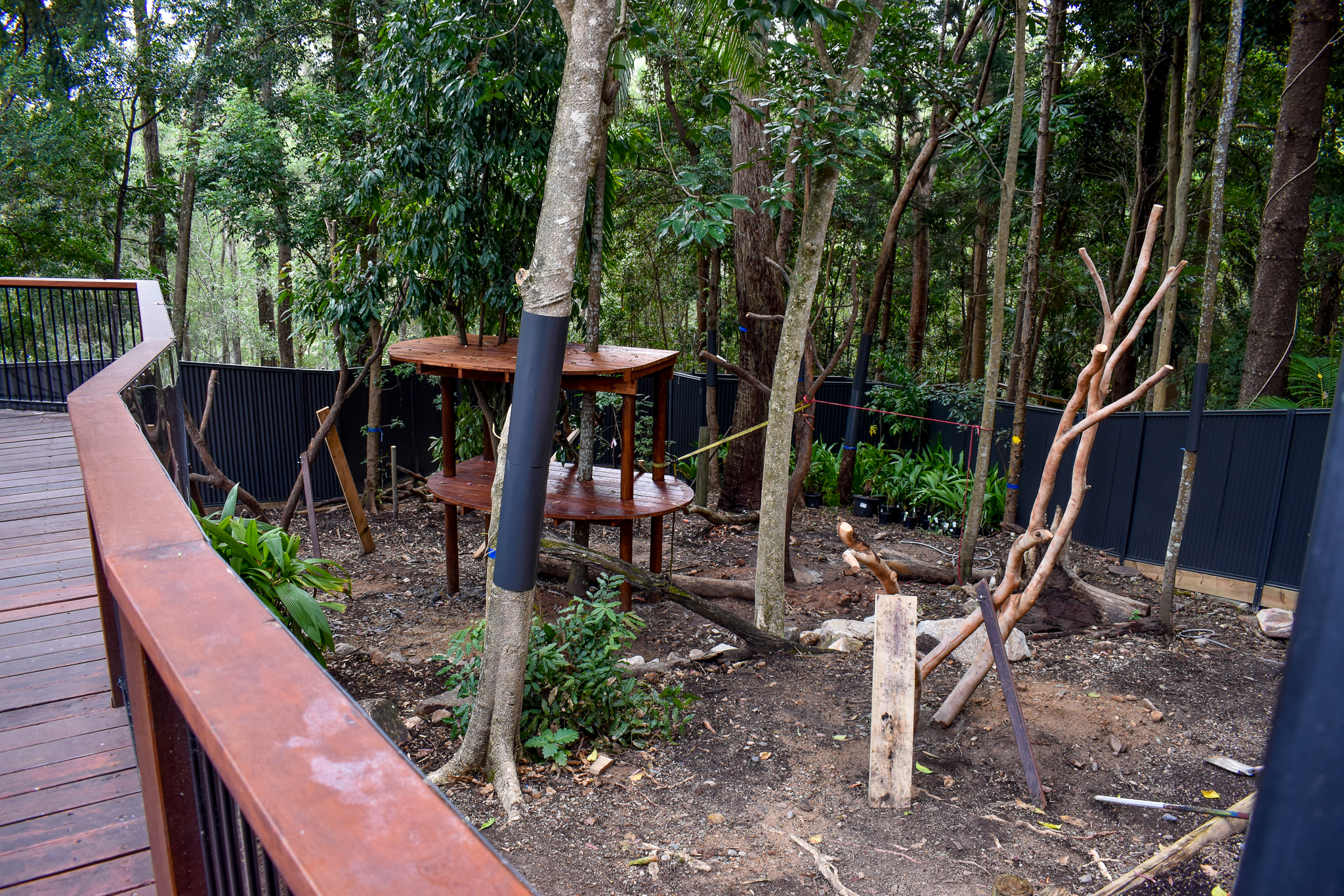 Future Lumholtz's Tree-kangaroo Enclosure
