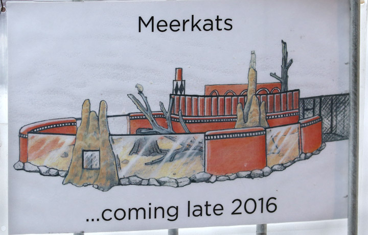 future meerkat exhibit