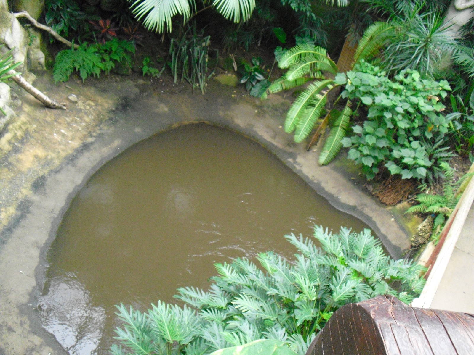 Future Morelet's Crocodile Enclosure? - 27/10/2011