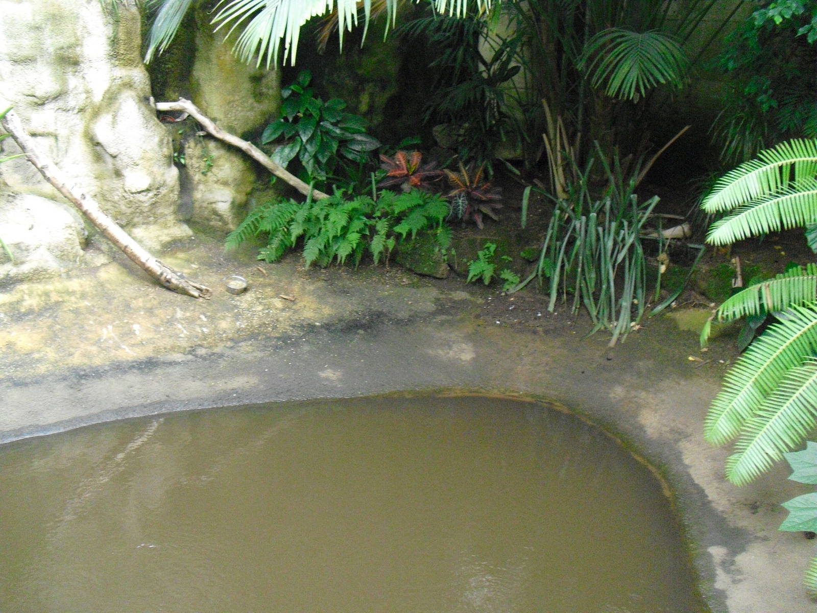 Future Morelet's Crocodile Enclosure? - 27/10/2011