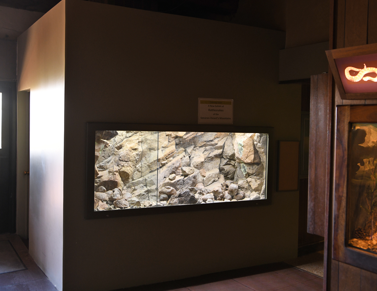 future mountain rattlesnake exhibit