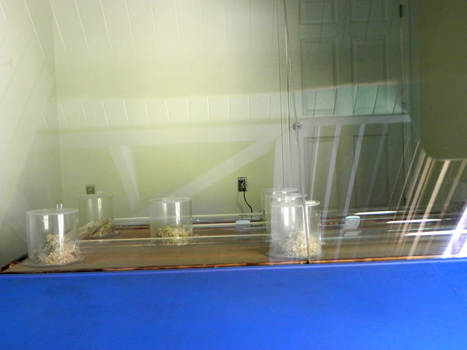 Future naked mole rat exhibit