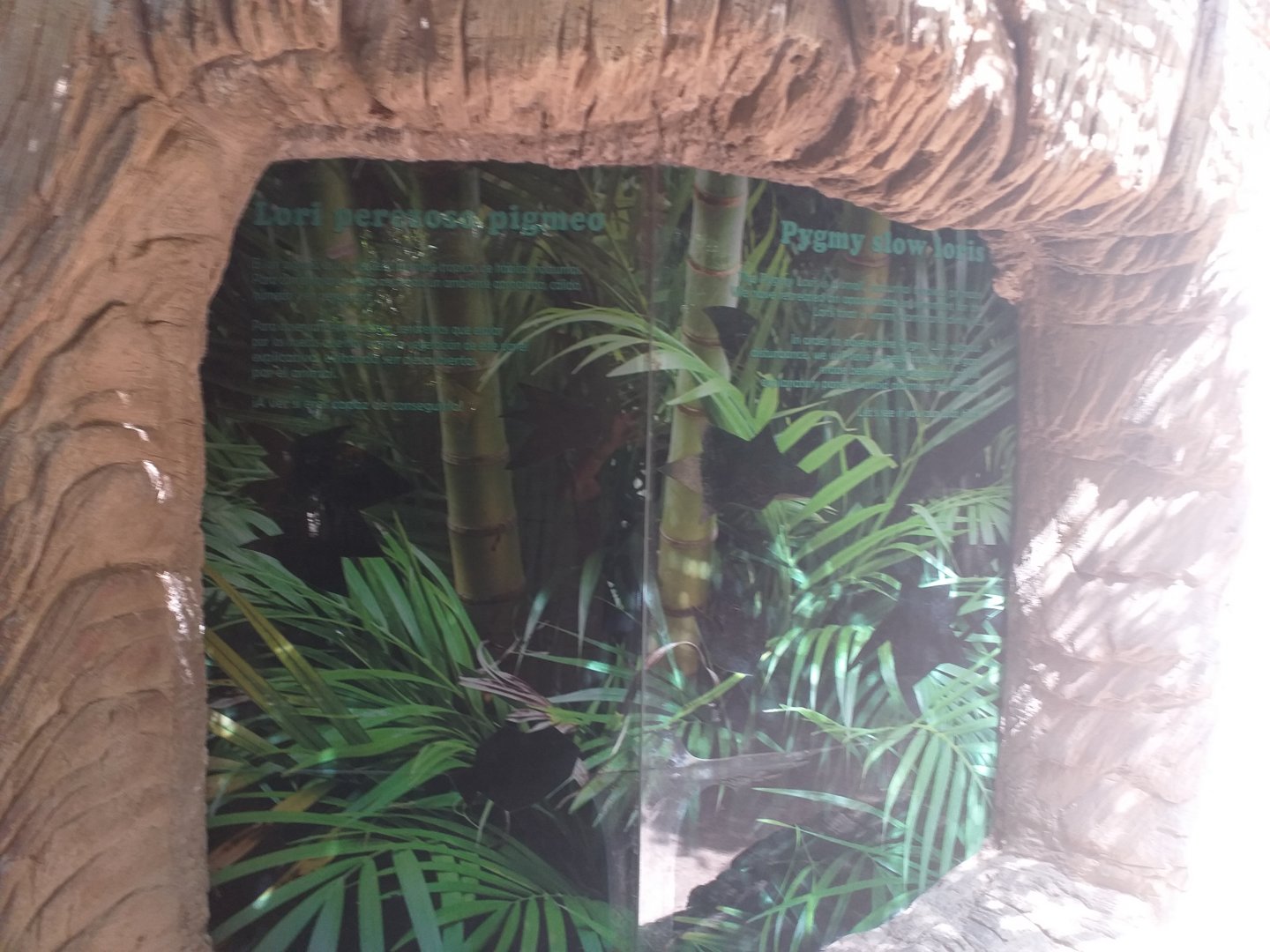 Future or former Pygmy slow loris exhibit -TerraNatura Benidorm (2021)