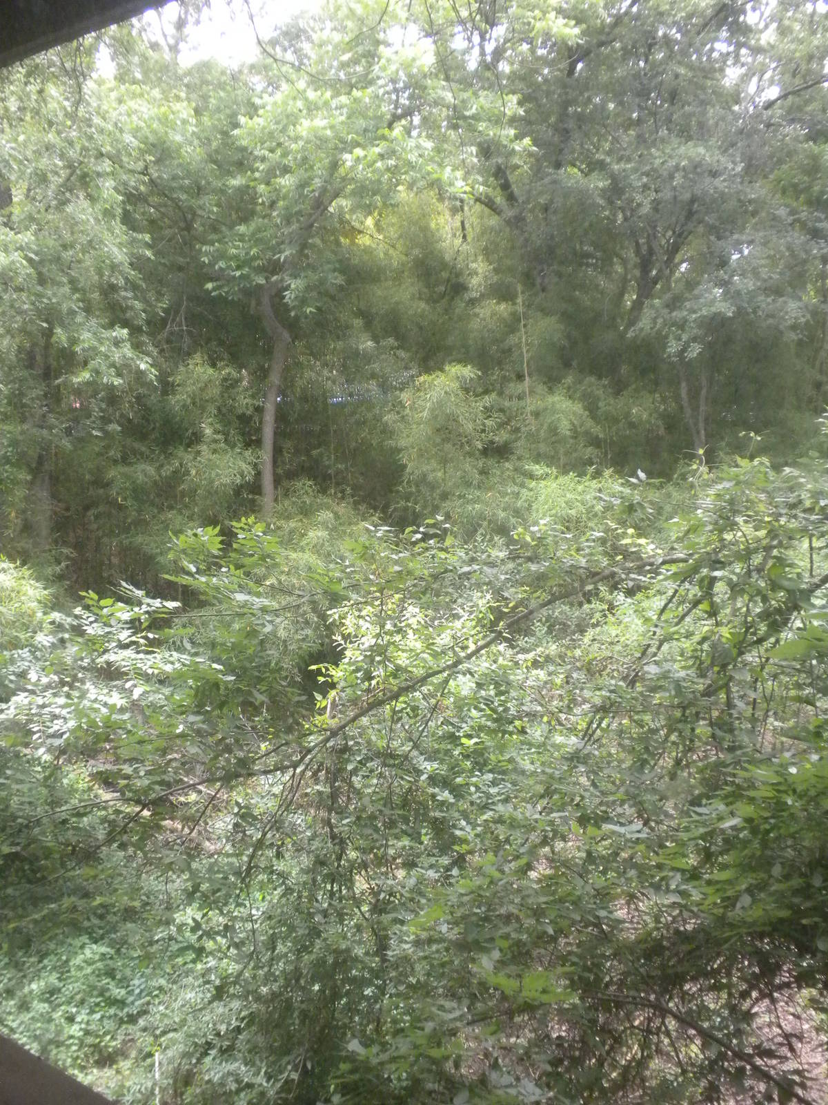 Future Orang exhibit?