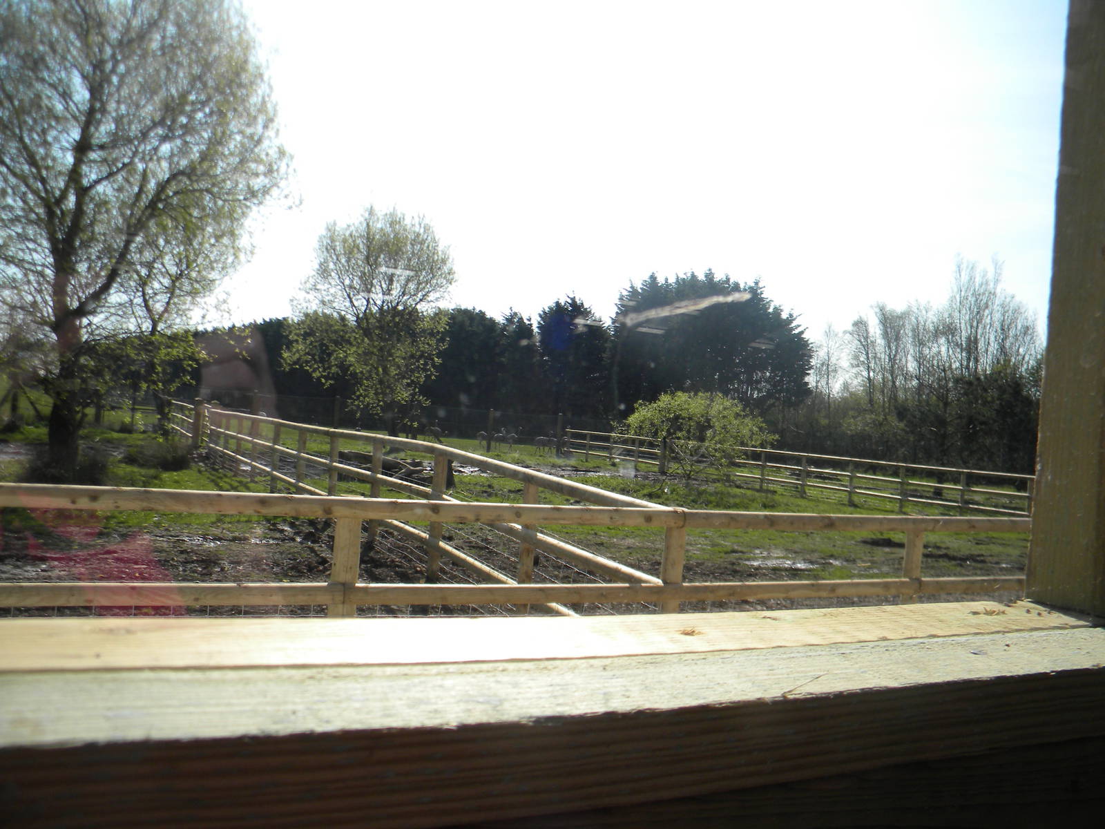 Future outdoor paddocks at Blackpool Zoo 10th April 2011