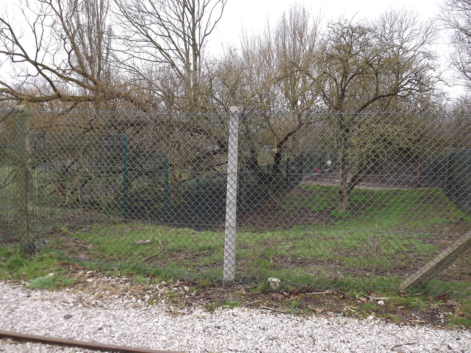 Future paddock at Blackpool Zoo 11/03/12