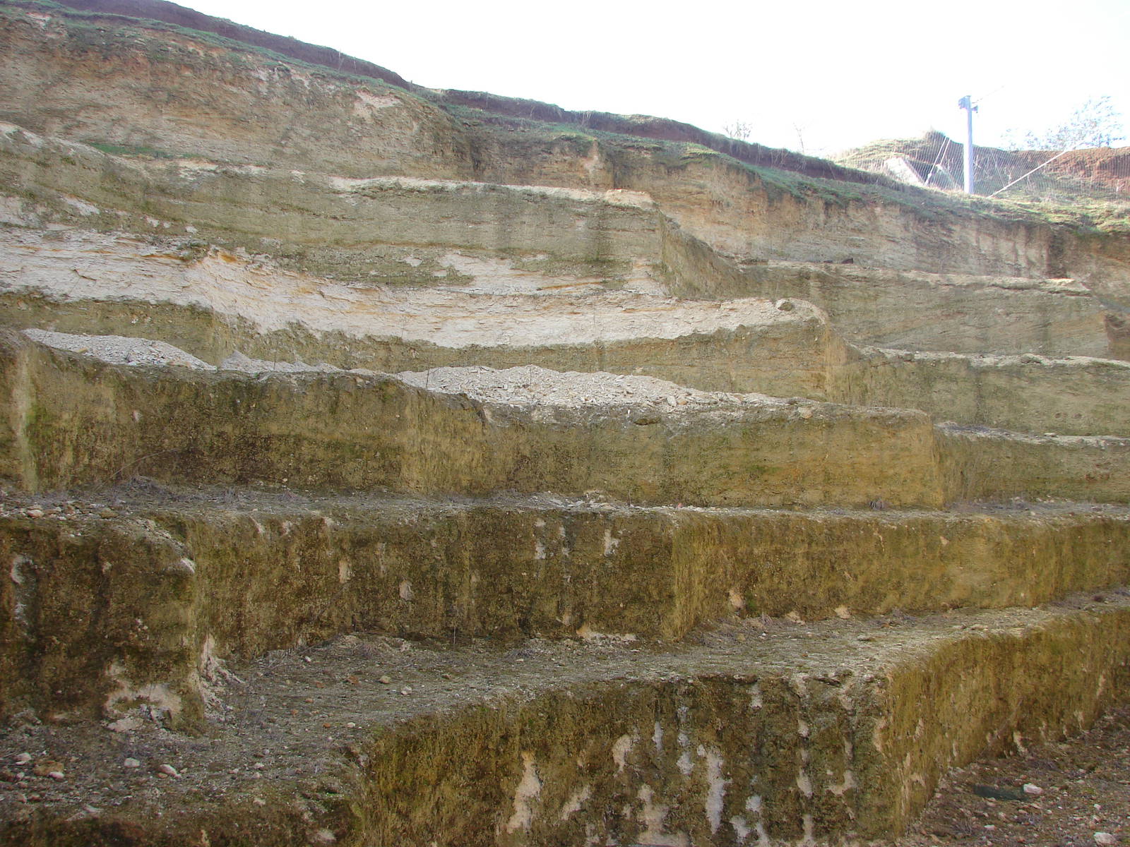 Future penguins exhibit in the south american giant aviary