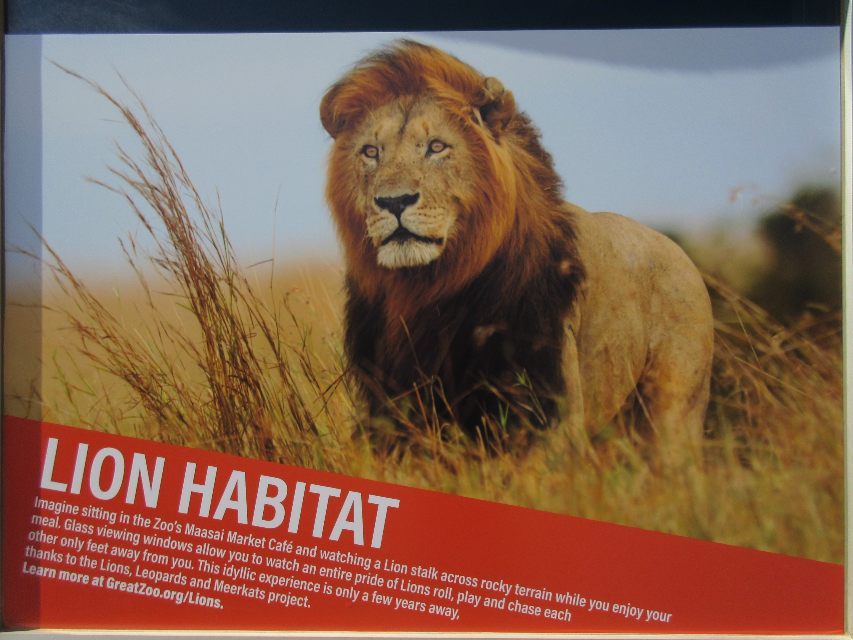 Future Plans - $5 Million Lion Exhibit + Restaurant Expansion