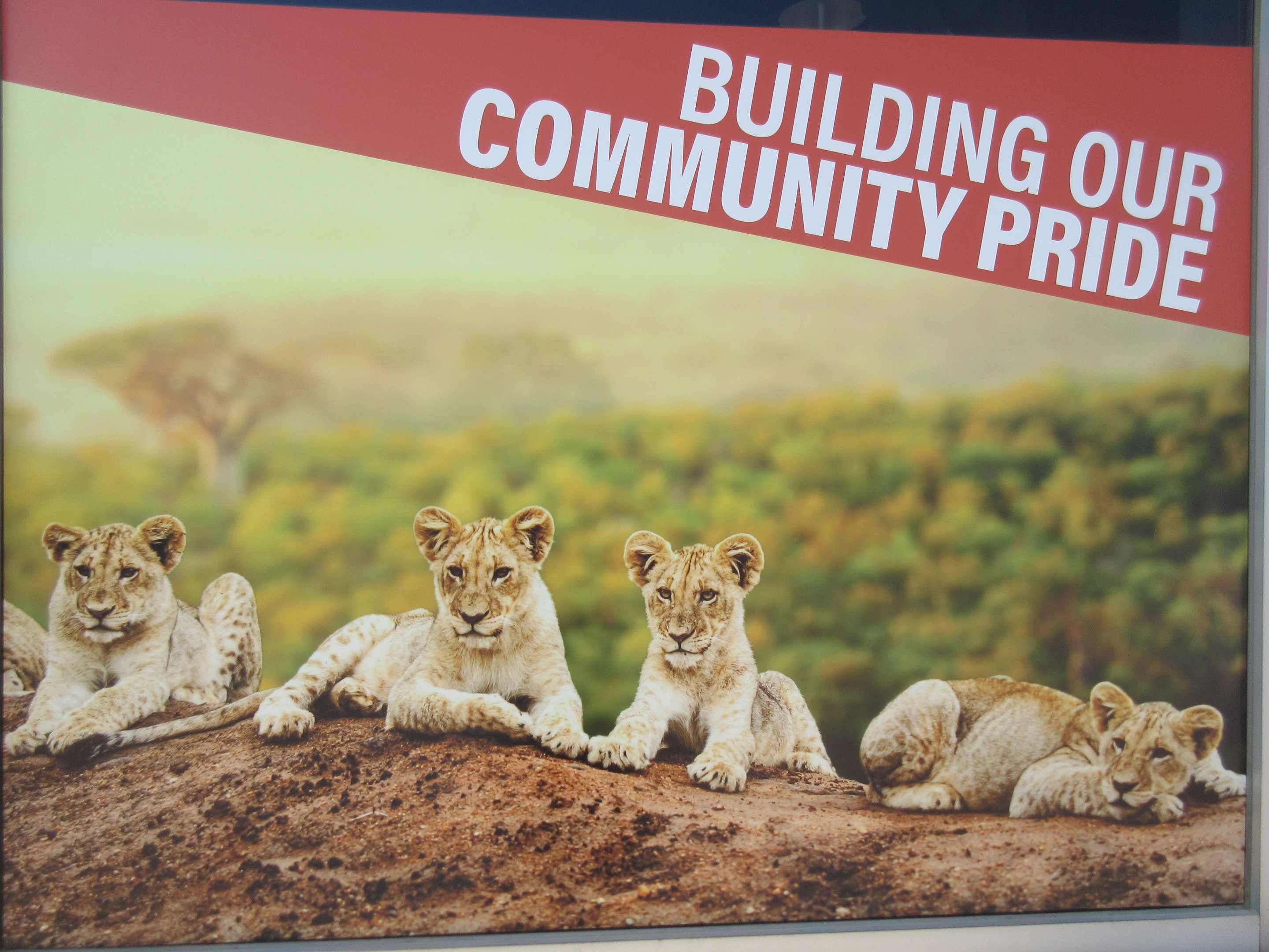 Future Plans - $5 Million Lion Exhibit + Restaurant Expansion