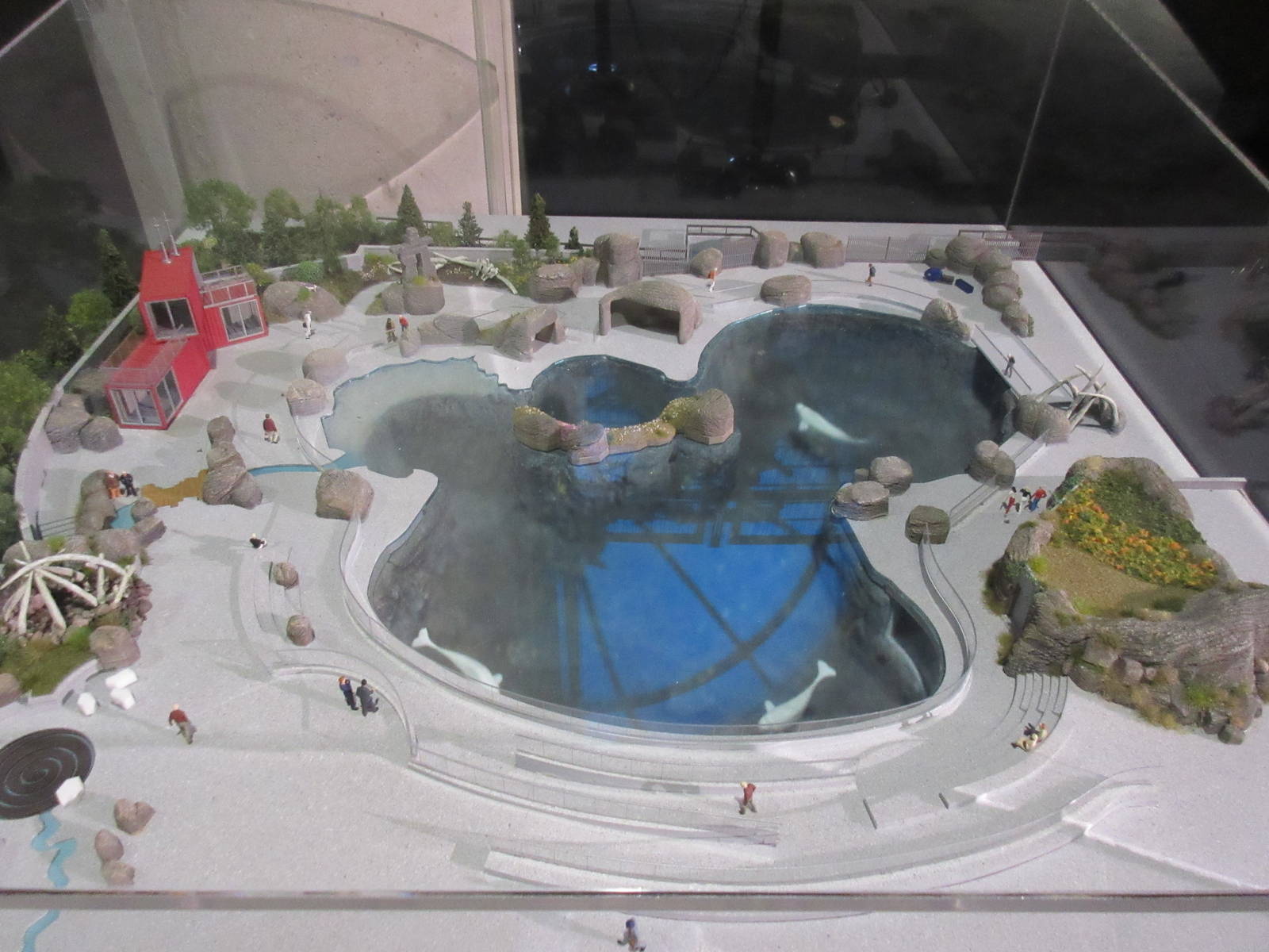 Future Plans - Beluga Whale Exhibit (2.5 times larger than the current one)
