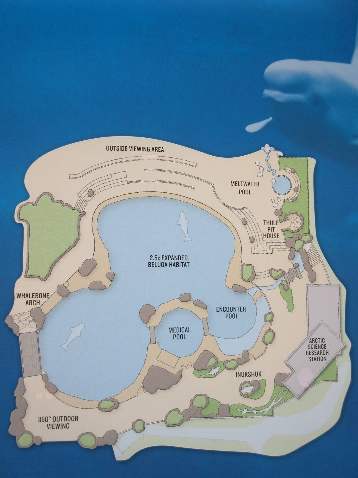 Future Plans - Beluga Whale Exhibit (2.5 times larger than the current one)
