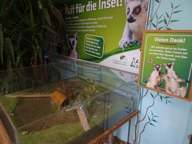 Future plans for new ring-tailed lemur enclosure