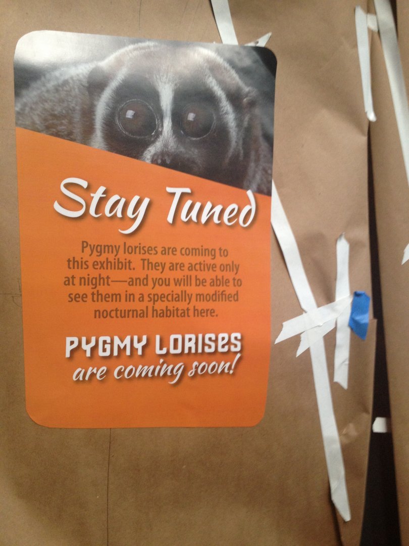 Future Pygmy slow loris exhibit