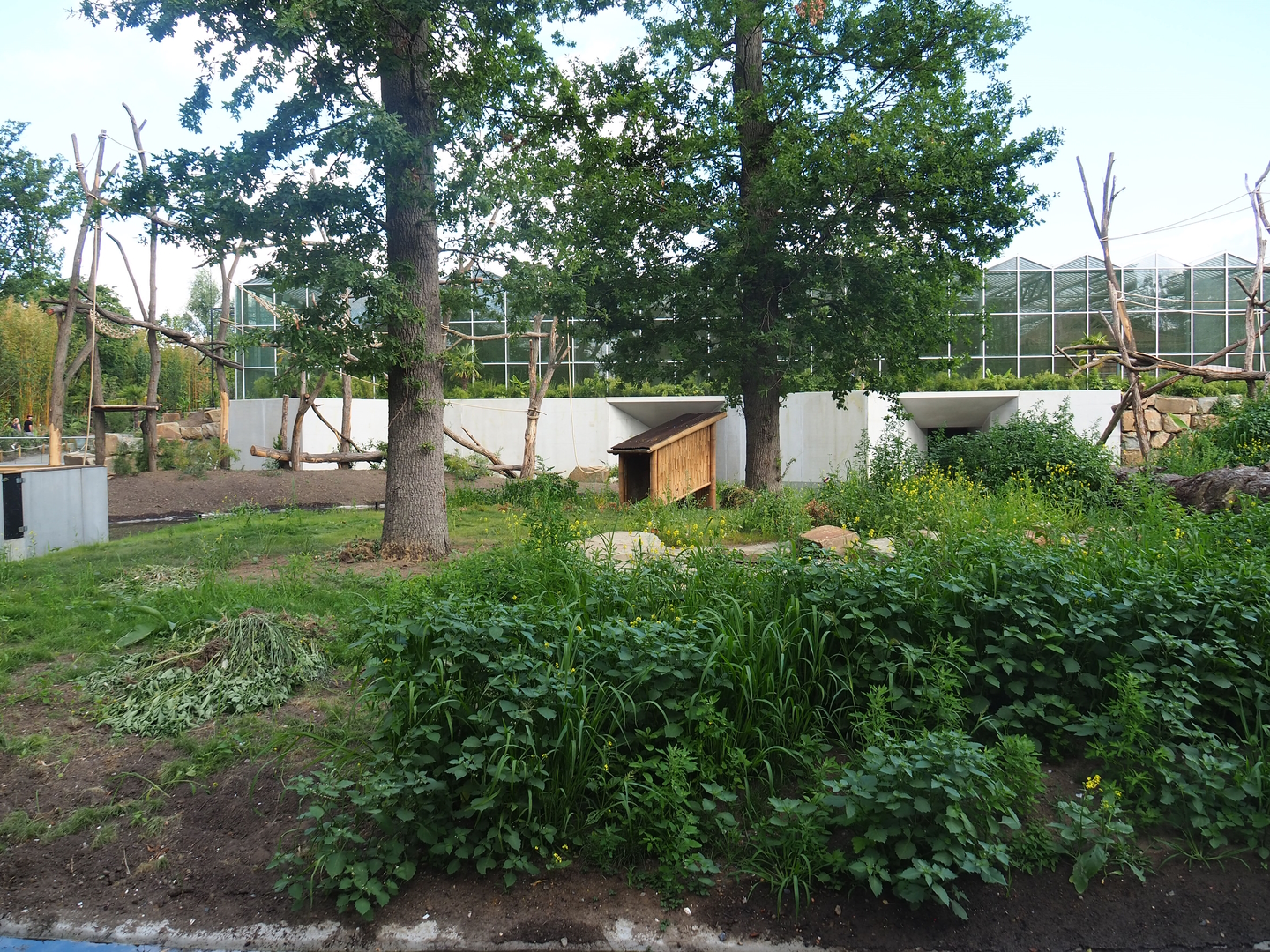 Future red panda exhibit (currently only housing Reeves's muntjacs), 2022-07-16