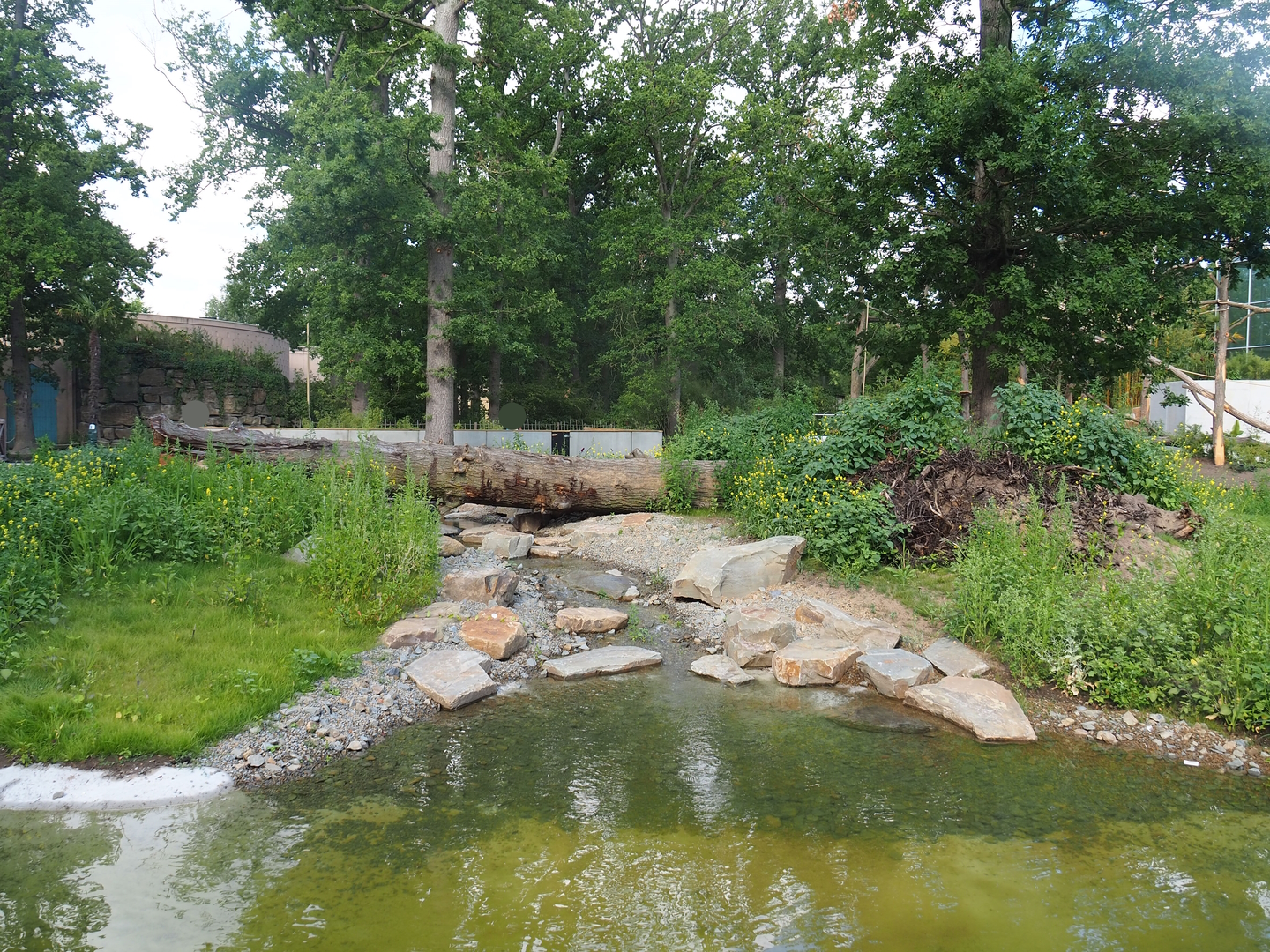 Future red panda exhibit (currently only housing Reeves's muntjacs), 2022-07-16