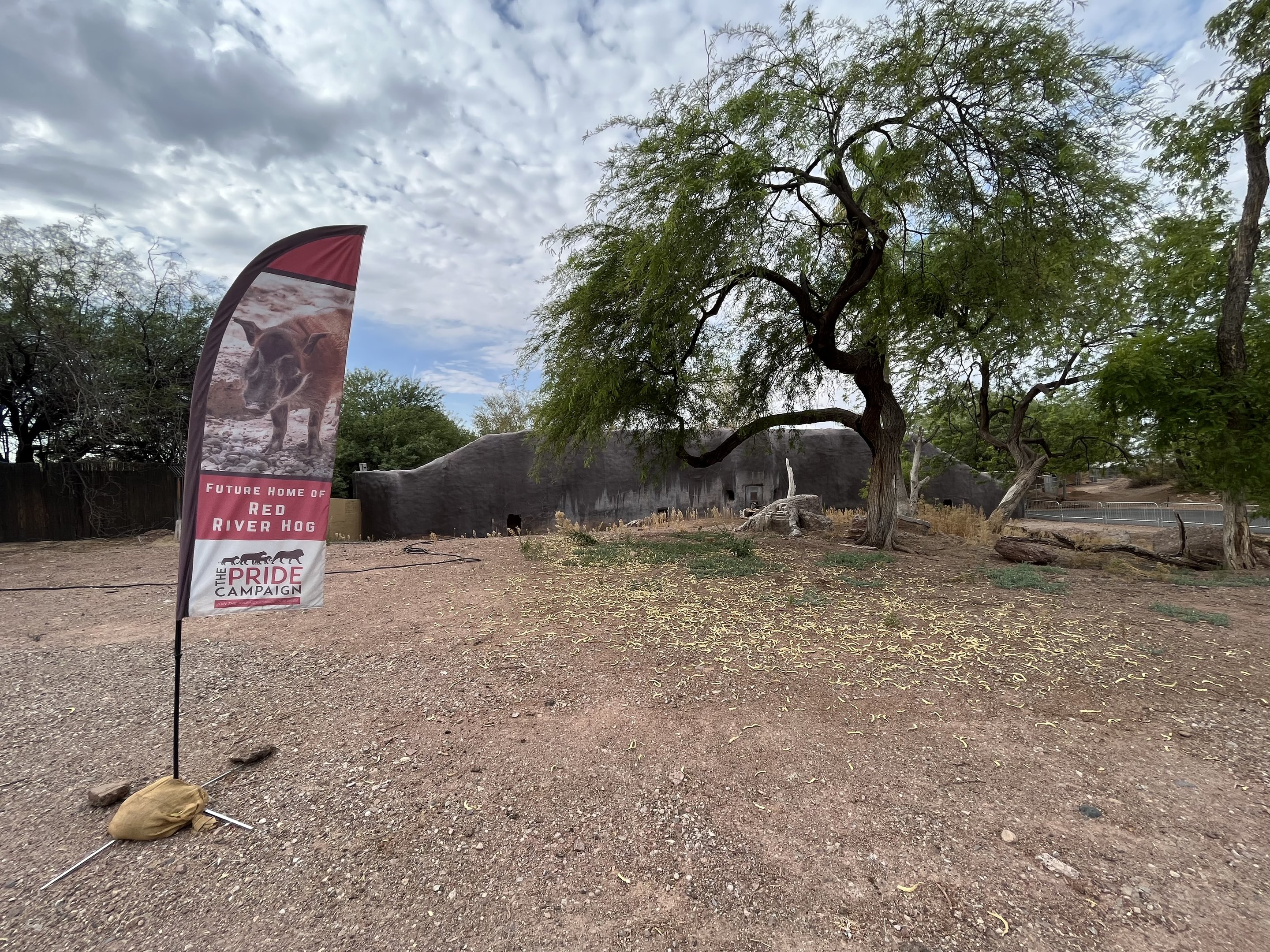 Future Red River Hog Exhibit