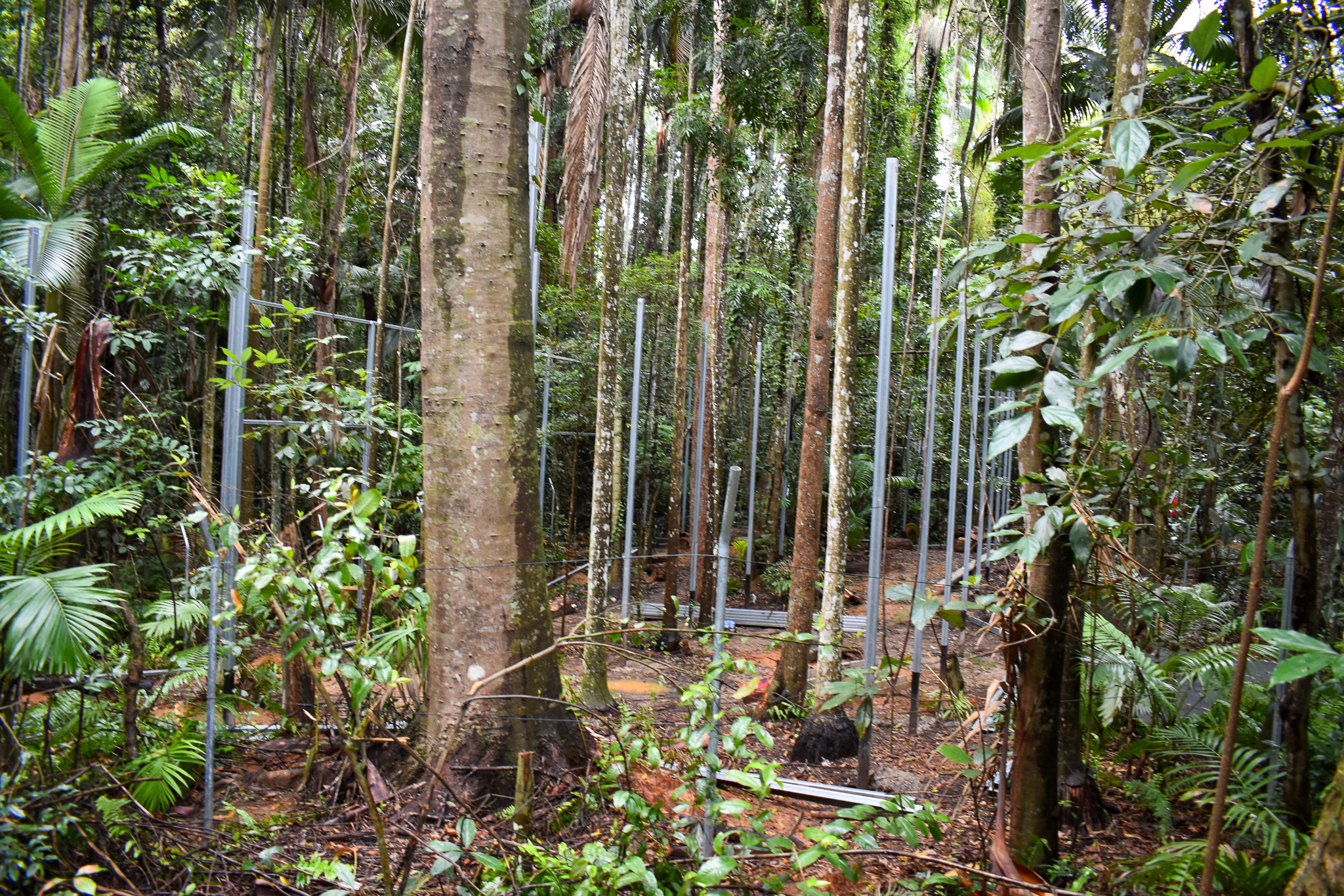 Future Siamang Enclosure