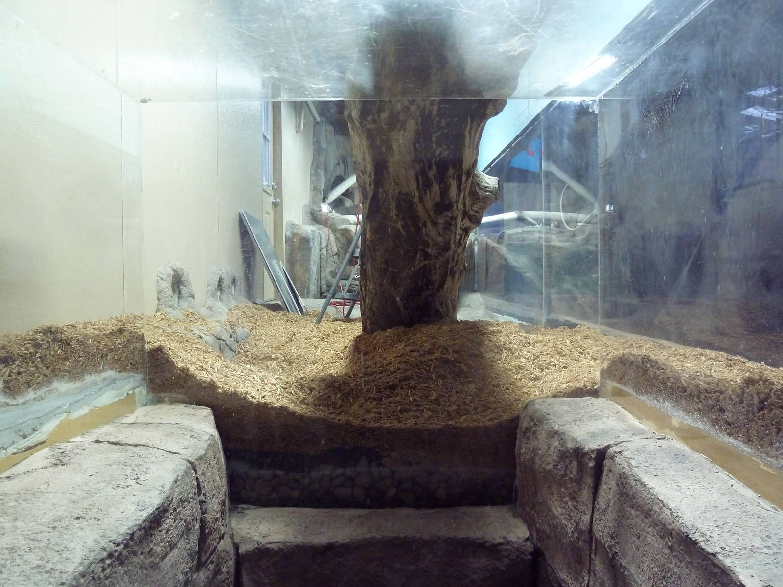 Future Small-Clawed Otter Exhibit (Visitor Section)