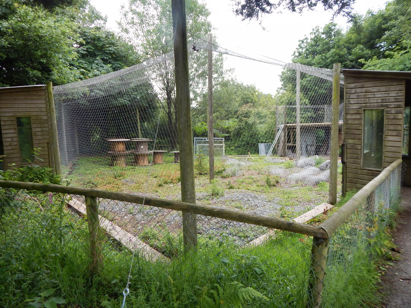 Future Snow leopard development - former Red river hog enclosure 050625