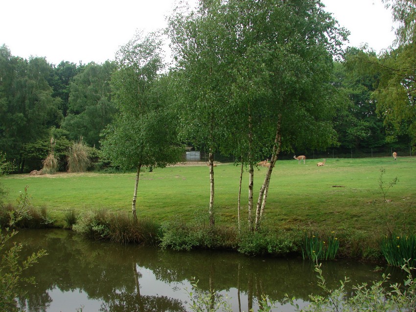 Future somali wild ass exhibit (planned for 2012)