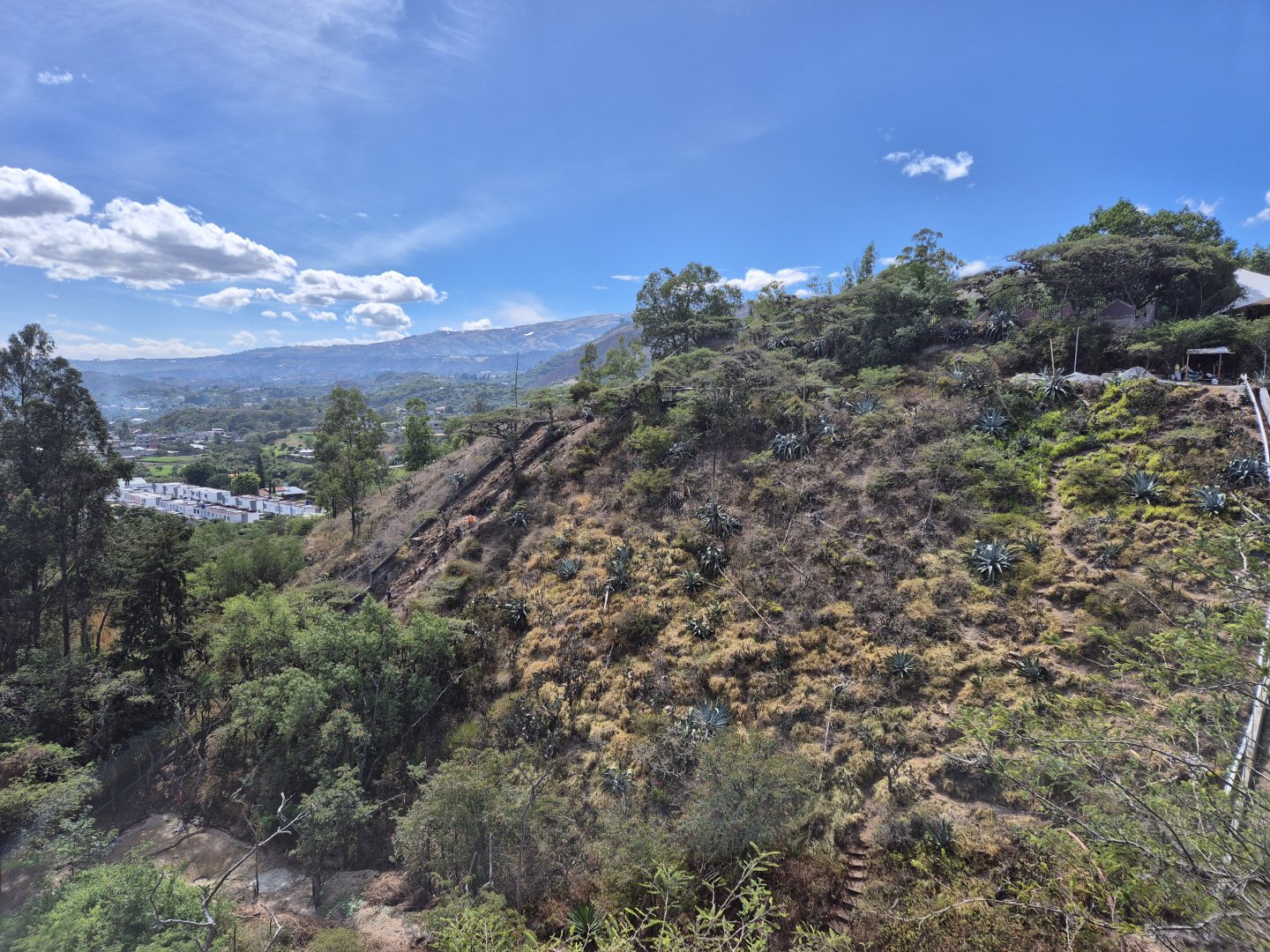 Future Spectacled Bear exhibit