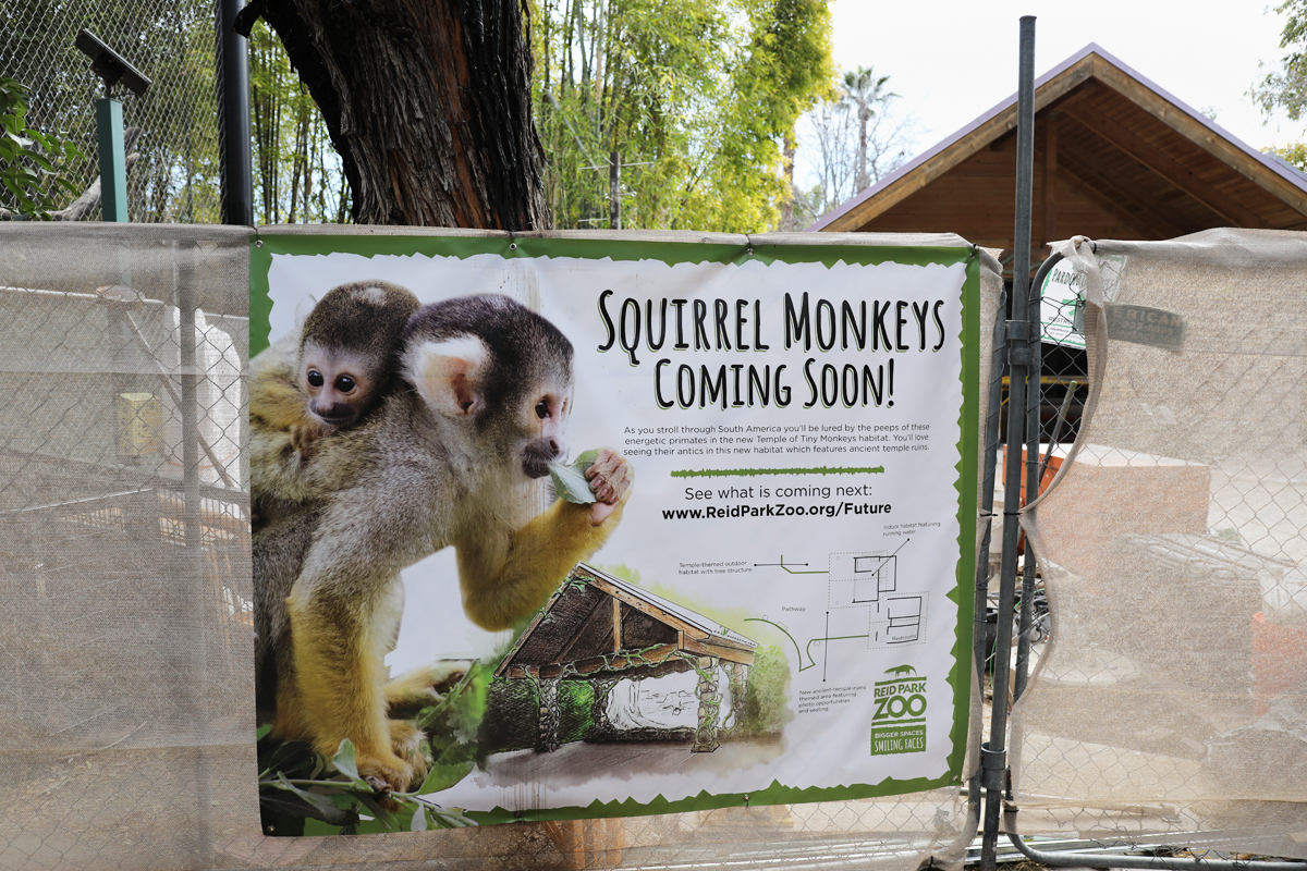 Future squirrel monkey exhibit