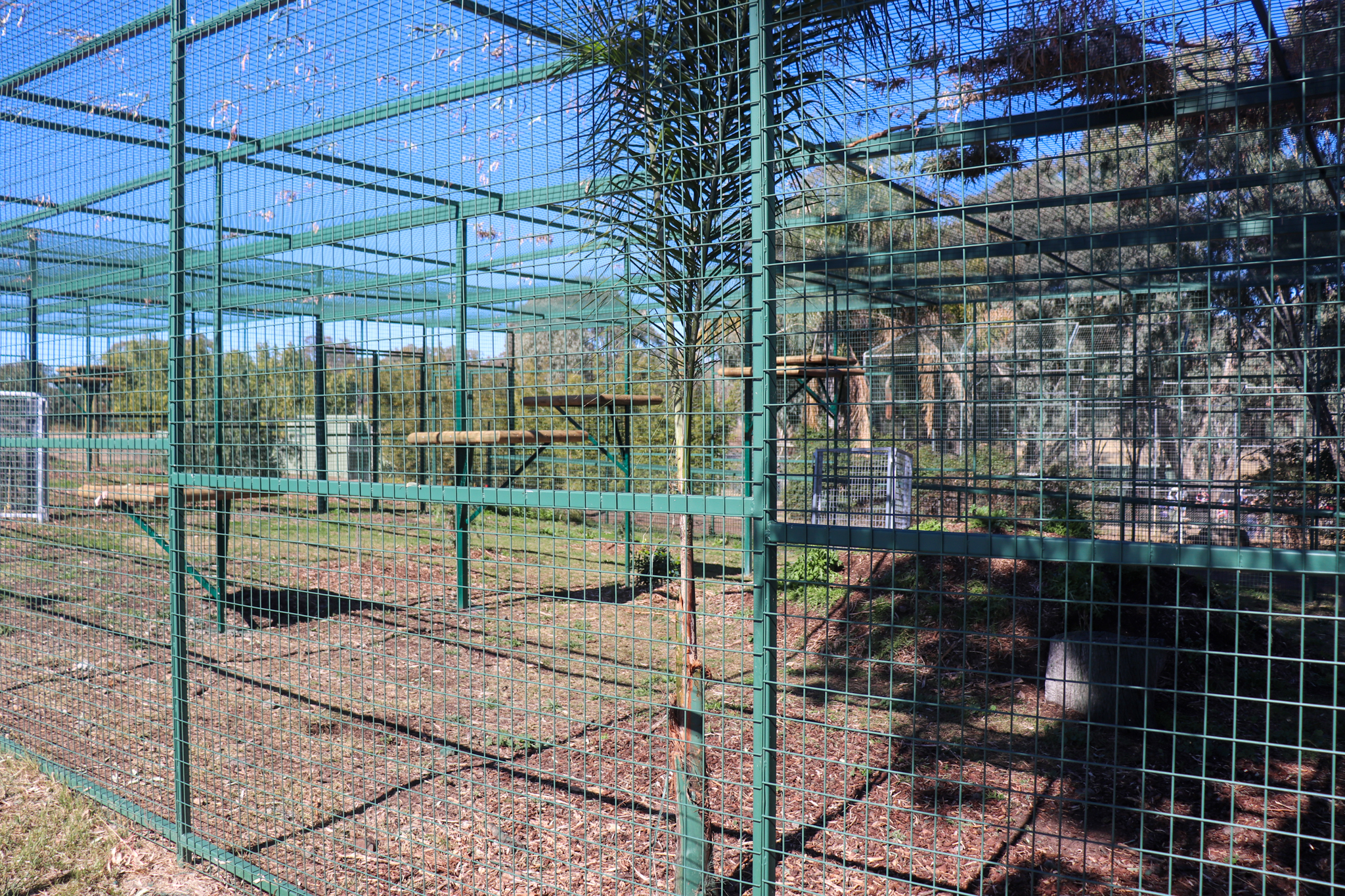 Future Sri Lankan Leopard Enclosure