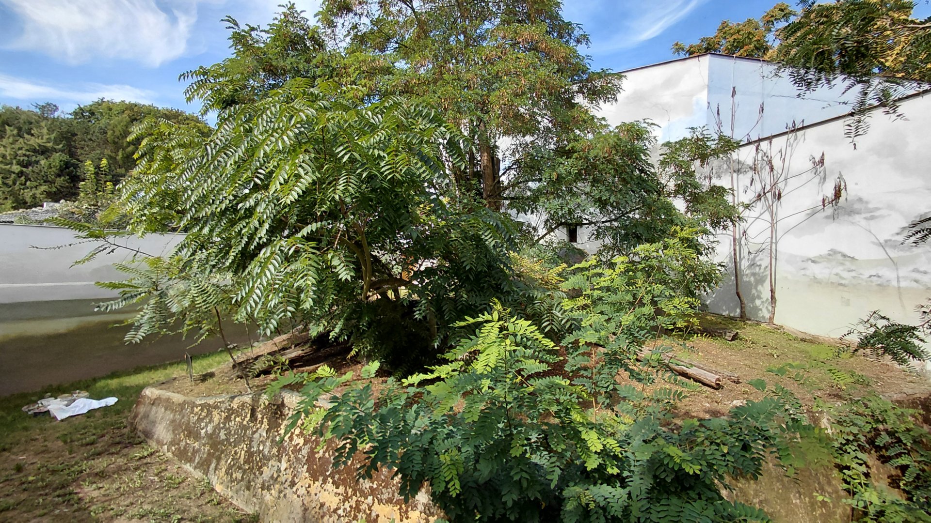 Future sun bear exhibit
