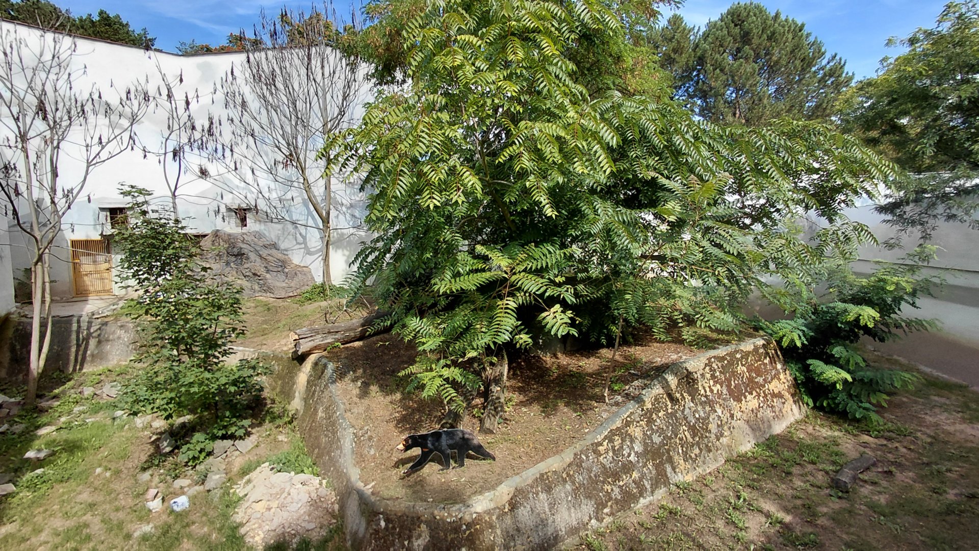 Future sun bear exhibit