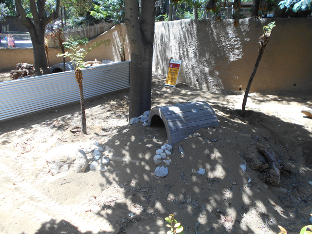 Future Tasmanian devil exhibit