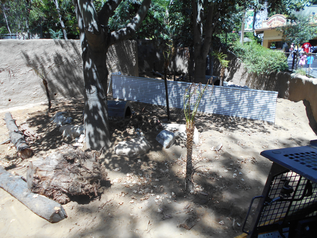 Future Tasmanian devil exhibit