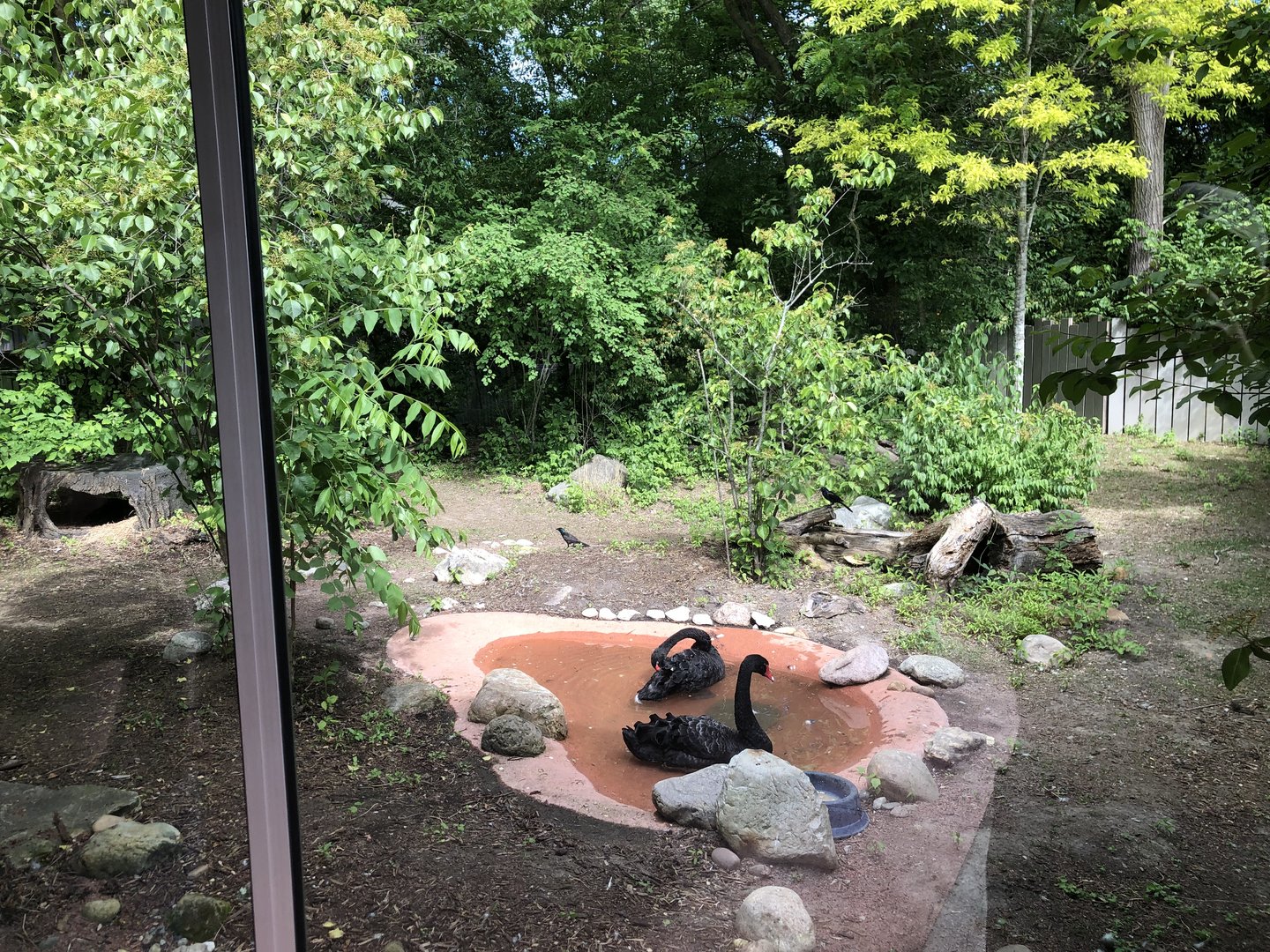 Future Tasmanian Devil Exhibit